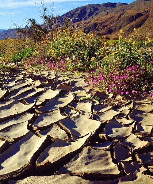 CA, Anza-Borrego Desert Poppy in cracked mud